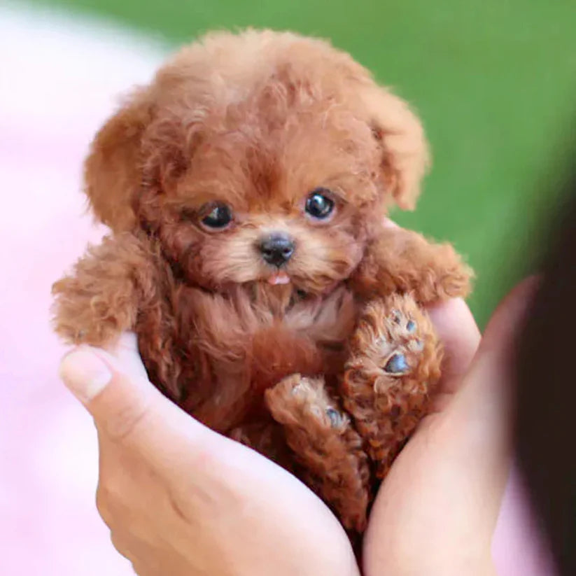 🐶🌭Nico - Mi cachorro robot realista