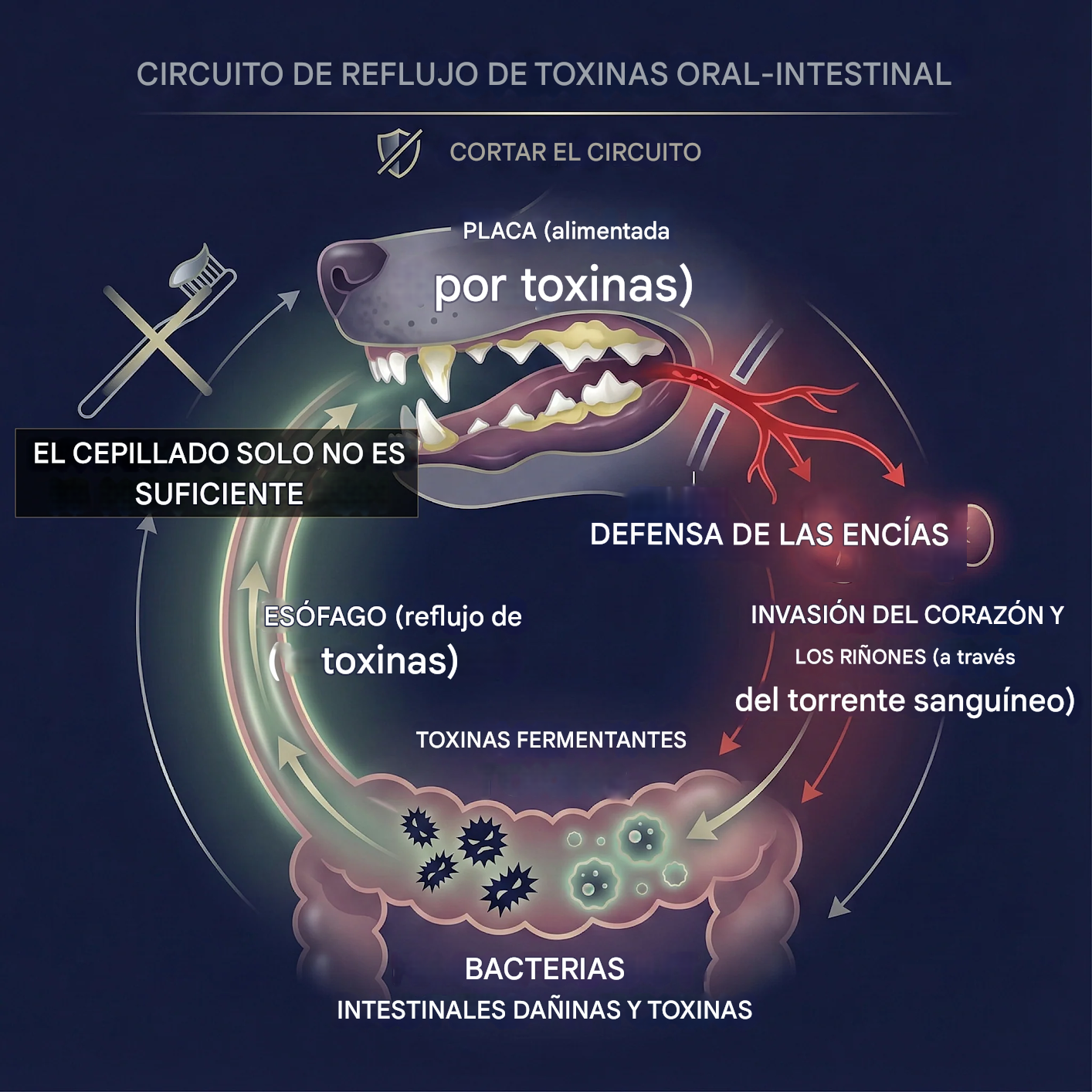 BBOJI® Líquido oral para la salud dental y digestiva de mascotas: refresca el aliento, elimina el sarro y promueve la regeneración de las encías, estabiliza los dientes.