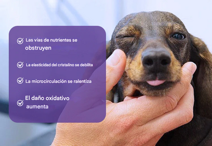 Gotas oftálmicas BBOJI® PetNano